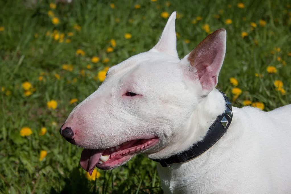 bull terrier inglese