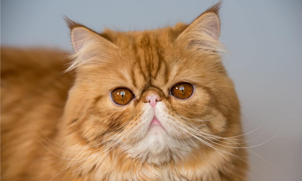 Primo piano del gatto persiano tabby