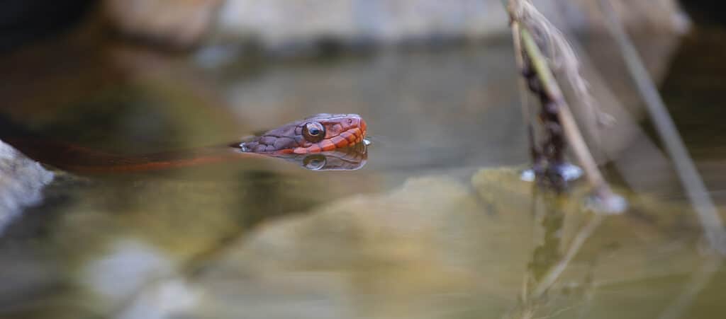 Serpente d'acqua dal ventre rosso, serpente d'acqua del Nevada?