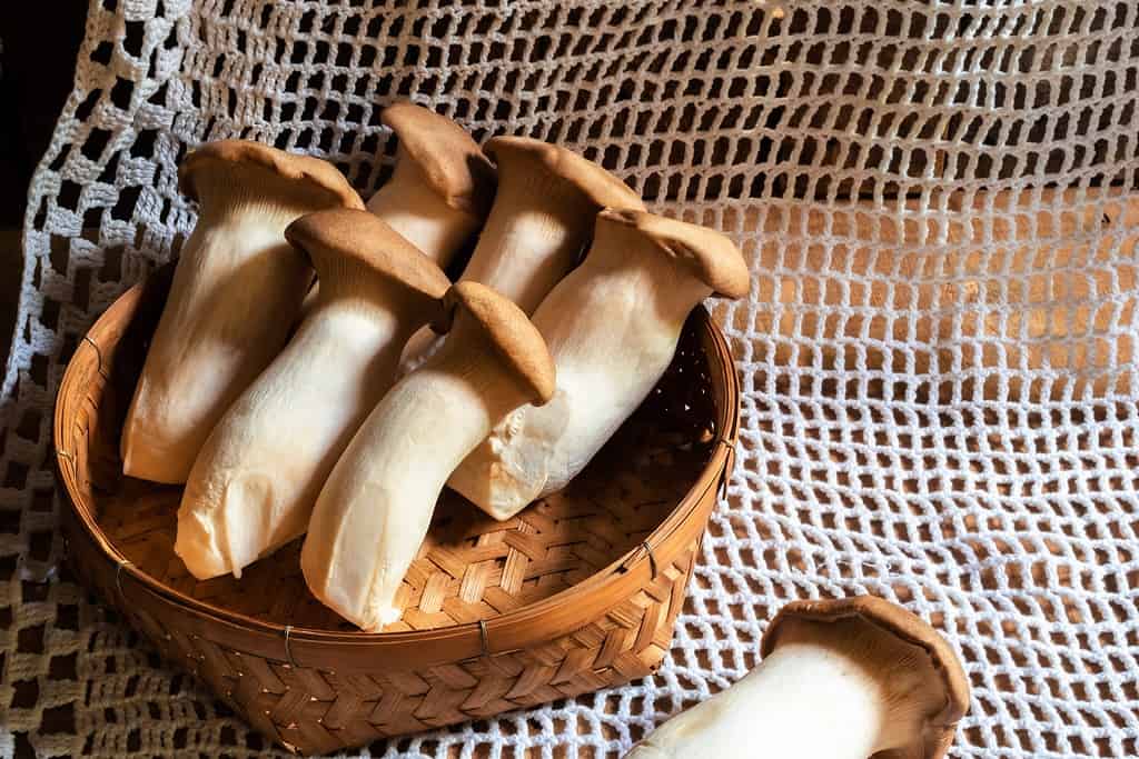 Funghi di ostrica reale