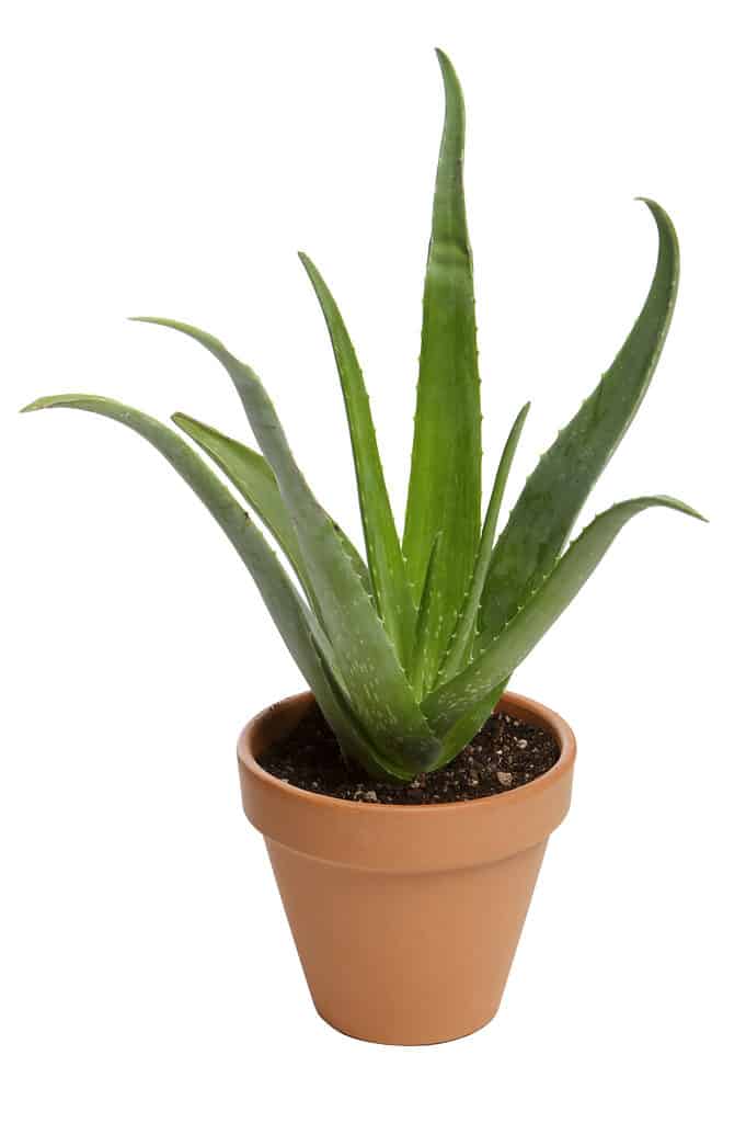 Pianta dell'aloe vera