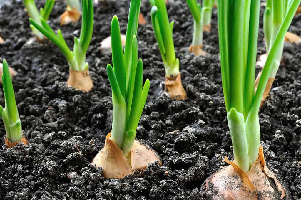 primo piano della cipolla verde in crescita nell'orto
