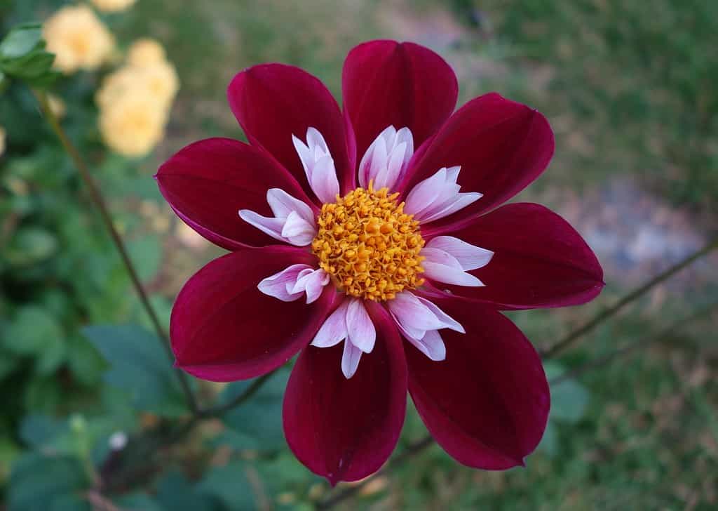 Dahlia Mary Eveline Collarette Dahlia