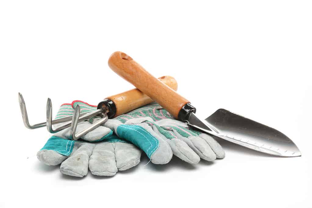 Isolato bianco con un rastrello a mano con manico in legno e una vanga a mano con manico in legno, con i manici incrociati in una "x" sopra un paio di guanti da giardinaggio in pelle scamosciata grigio chiaro con accenti blu acqua. 