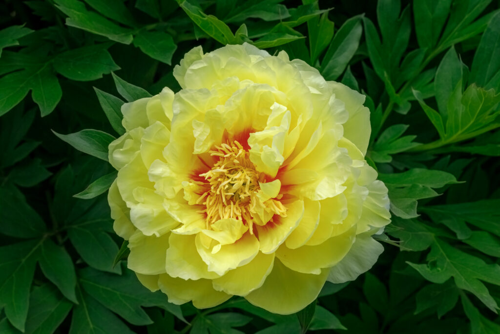 Doppia peonia