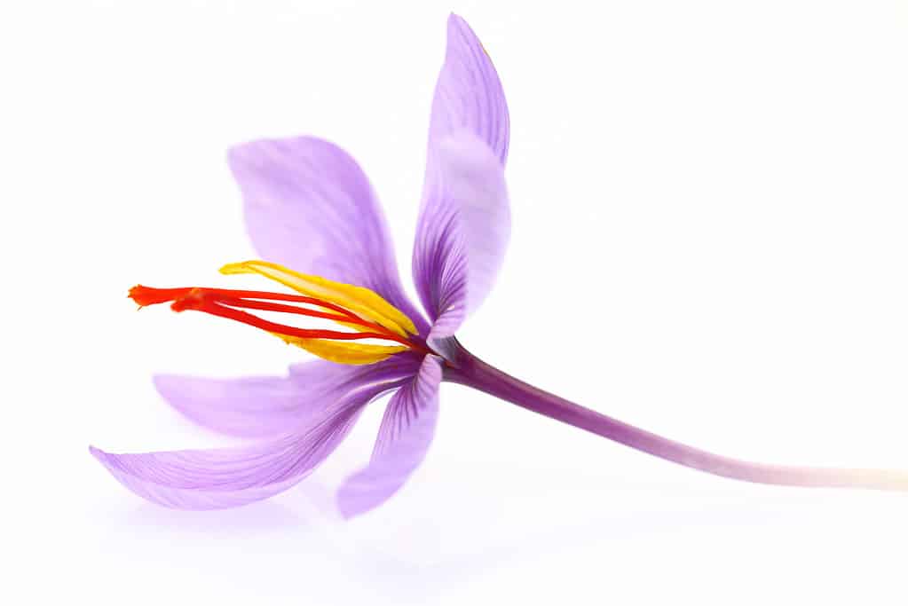 Chiuda in su del fiore dello zafferano isolato su priorità bassa bianca.  Il fiore è lavanda con tre distinti stigmi rossi. 