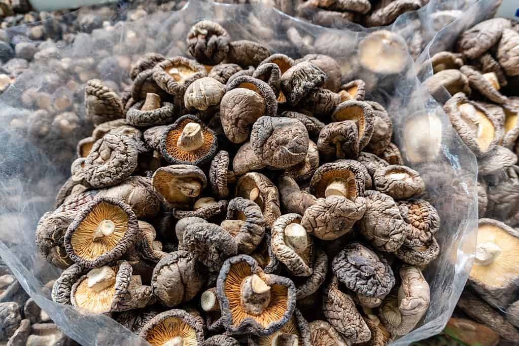 Funghi shiitake secchi
