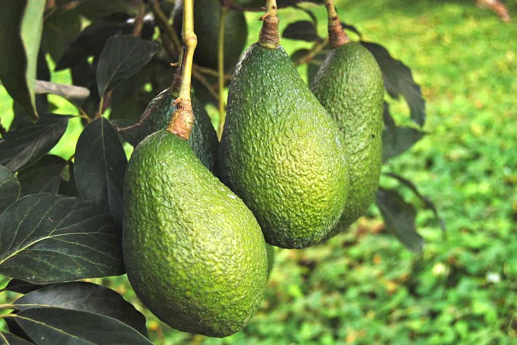 Tre avocado sono visibili telaio centrale che cresce su un albero, sfondo verde. 