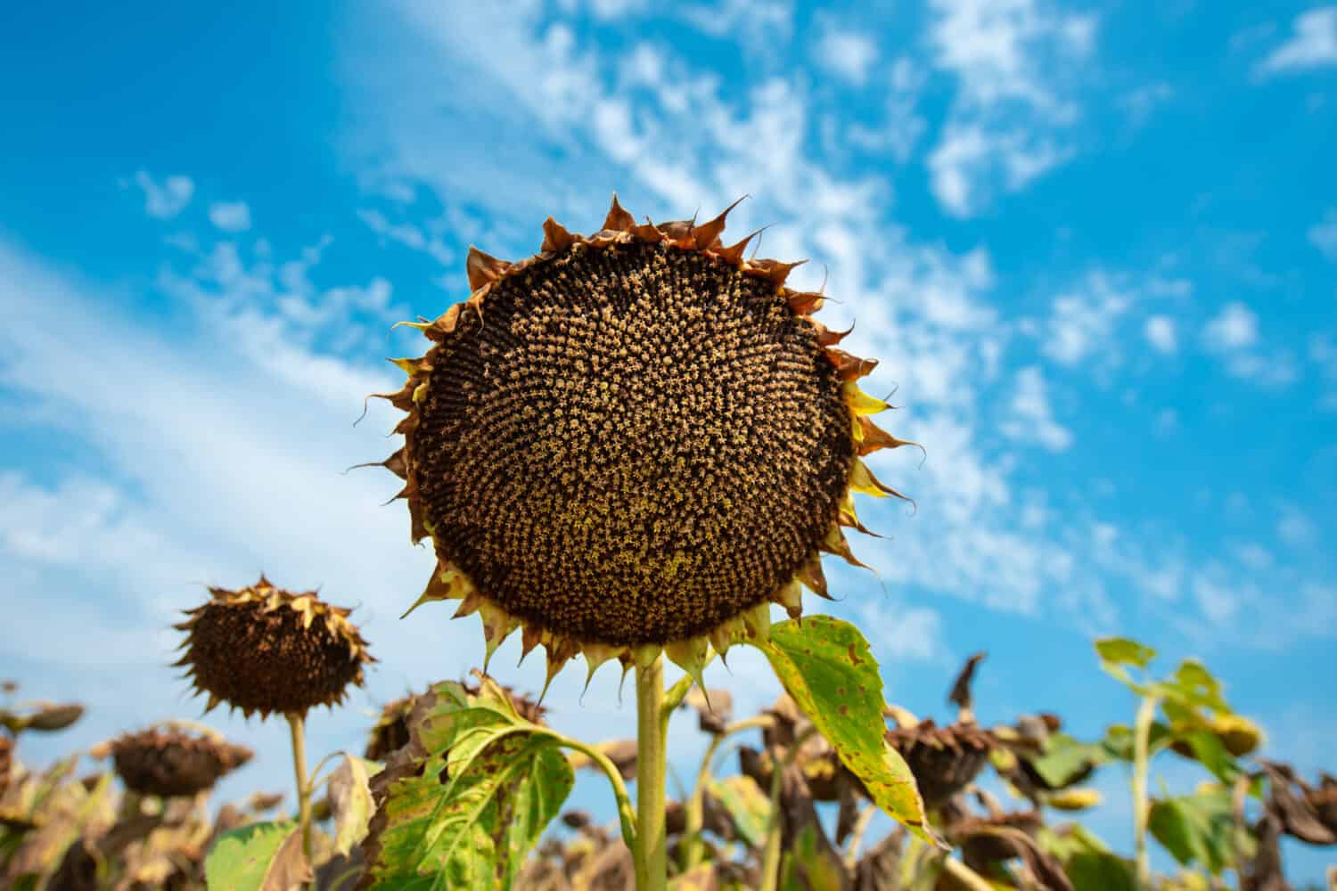 Campo di girasoli con cielo blu