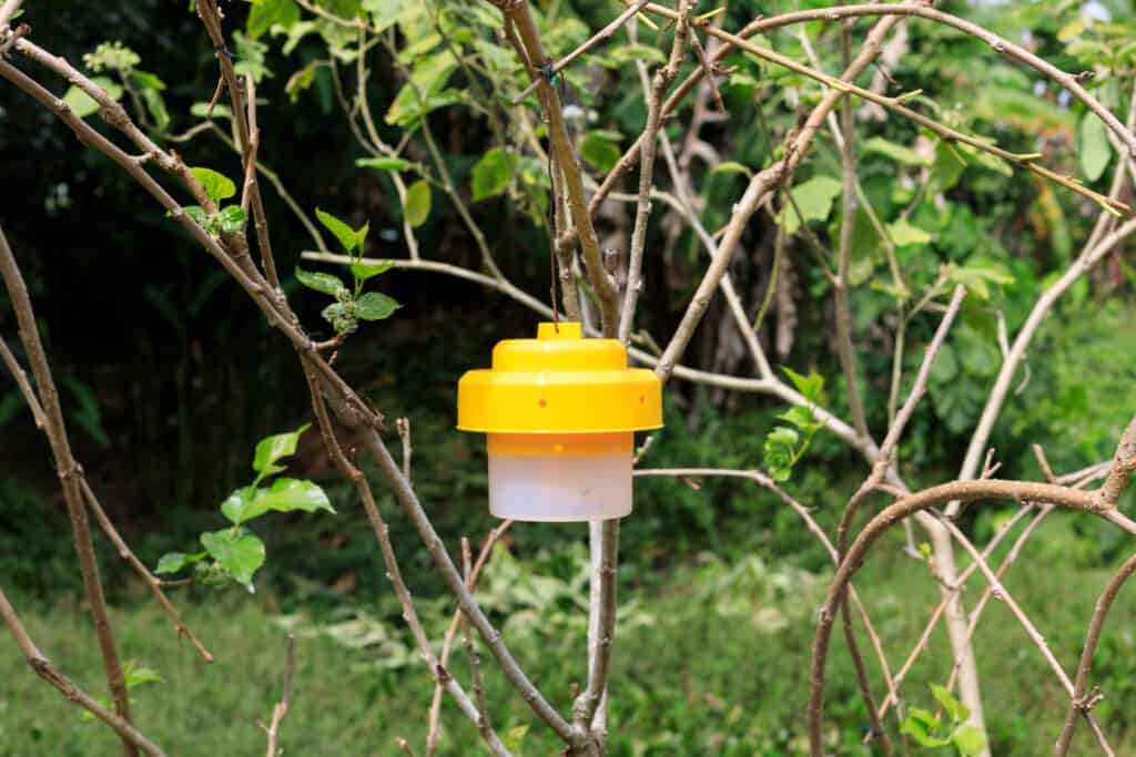Trappole per moscerini della frutta