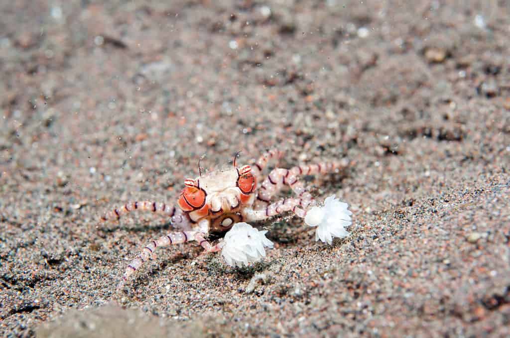 Granchio boxer, granchio pom pom _ Lybia tessellata
