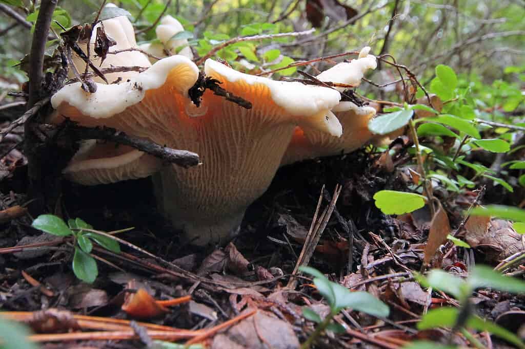 Finferli bianchi che spingono attraverso le foglie: come trovare i finferli