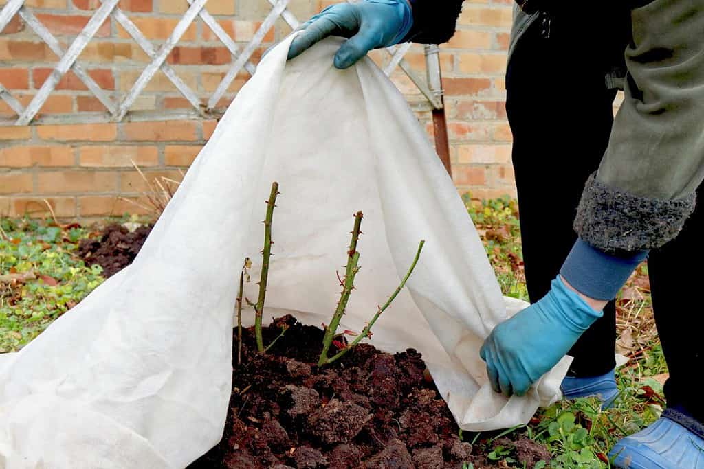 Ripara le rose per l'inverno.  Protezione antigelo per piante da giardino.  Lavori in giardino in autunno.