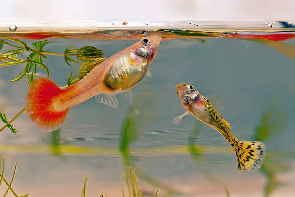 Un paio di guppy.