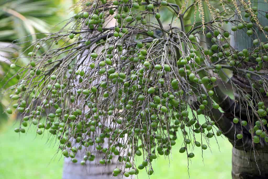 Mauritius: frutti della palma di Natale (adonidia merrillii)