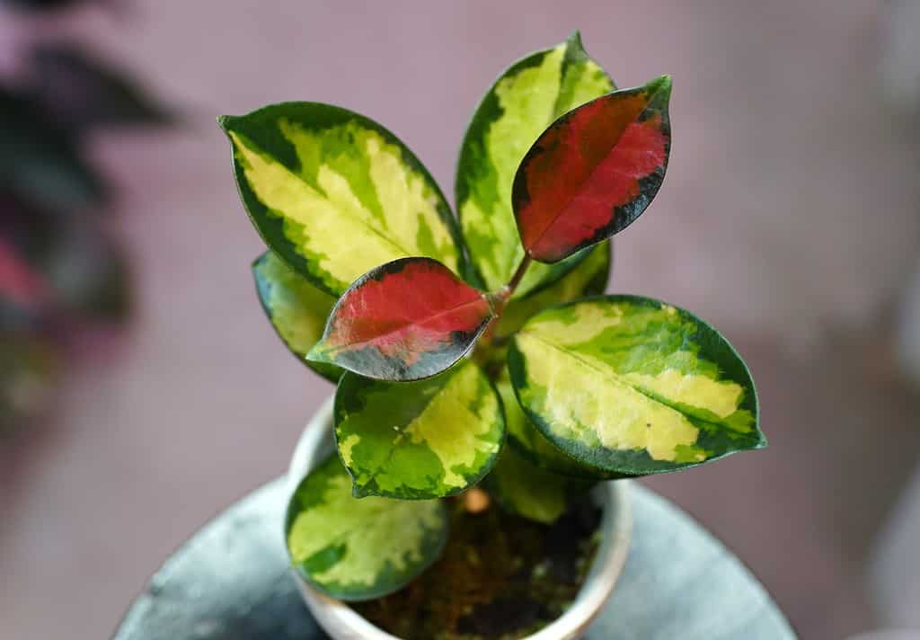 Foglie di Hoya australis 'Lisa'