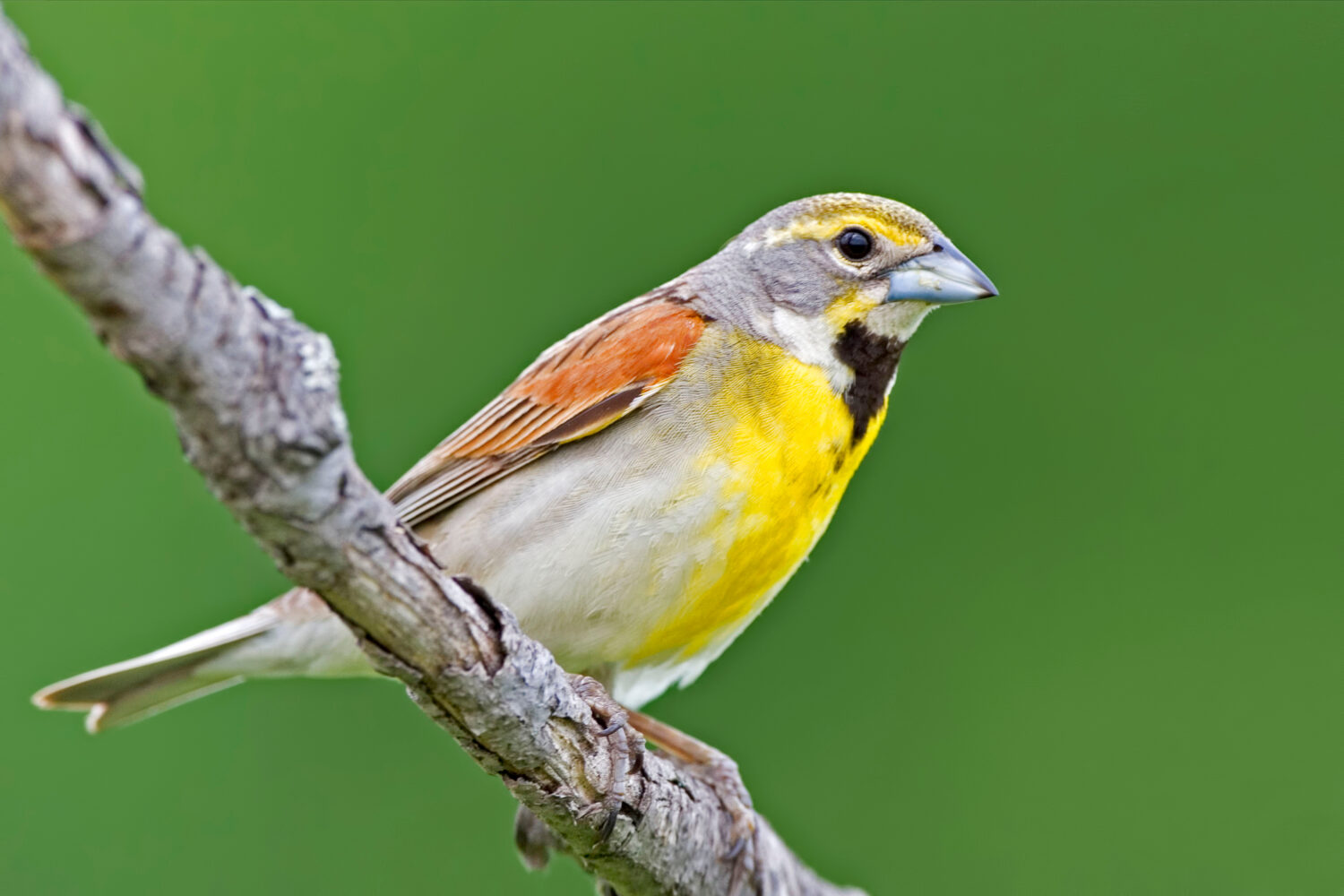 Un Dickcissel, Spiza americana, maschio appollaiato