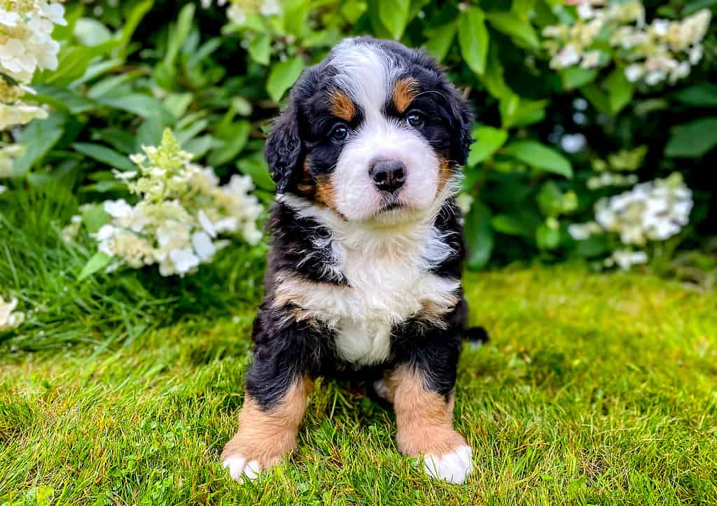Cucciolo di Bovaro del Bernese