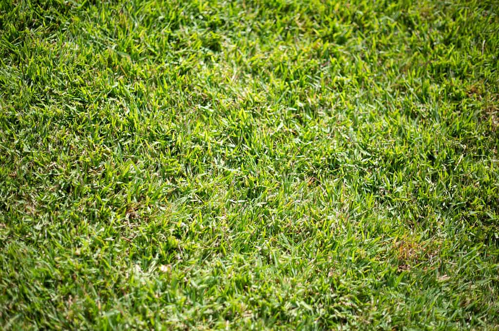 Un primo piano di un prato di erba Empire Zoysia.