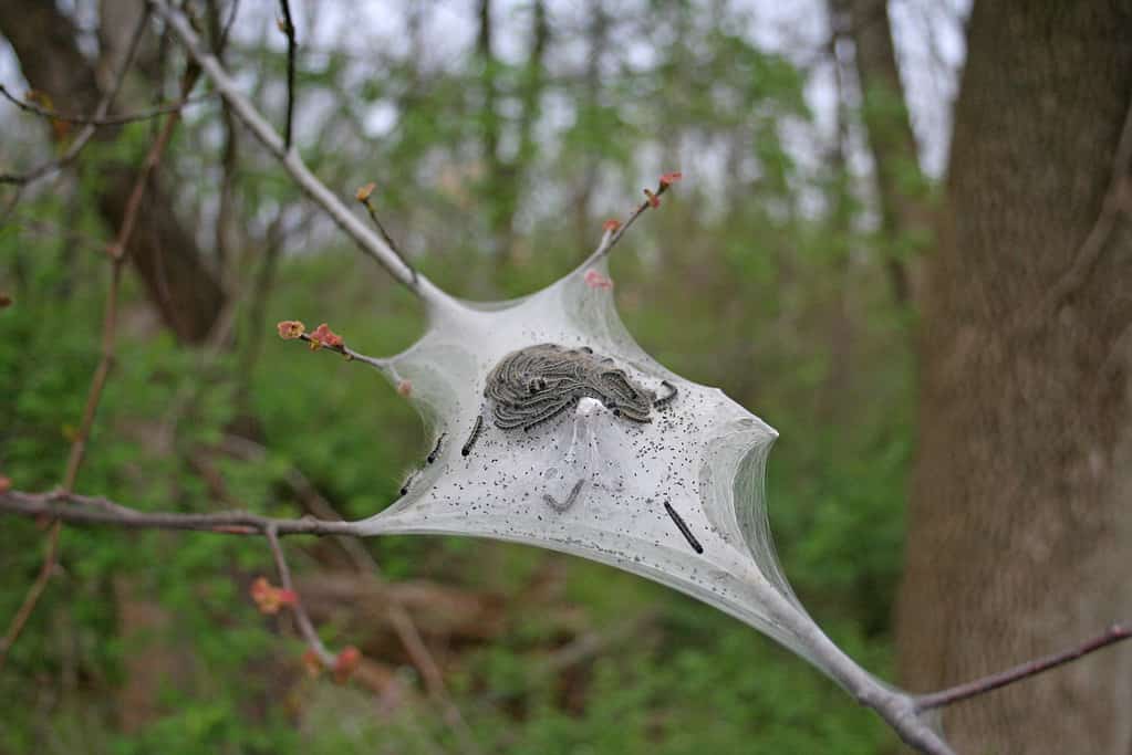 Larve di falena spugnosa