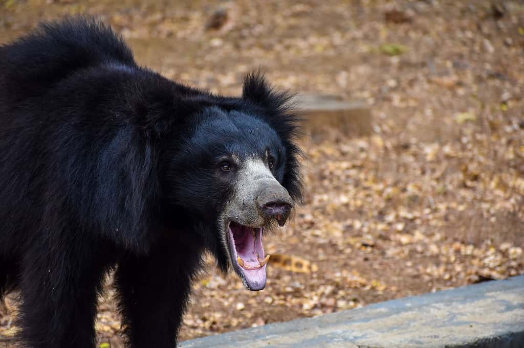 Orso nero