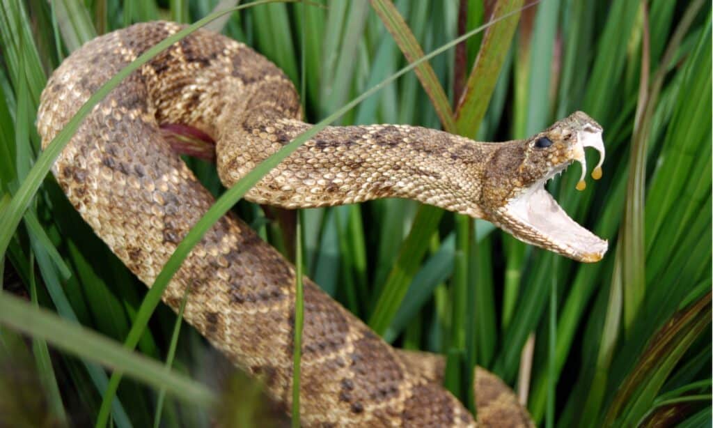 Serpente a sonagli con zanne e veleno
