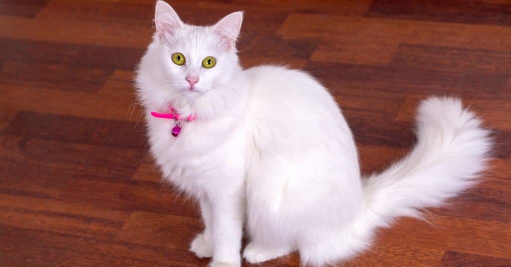 Bellissimo gatto Angora Turco seduto in soggiorno.