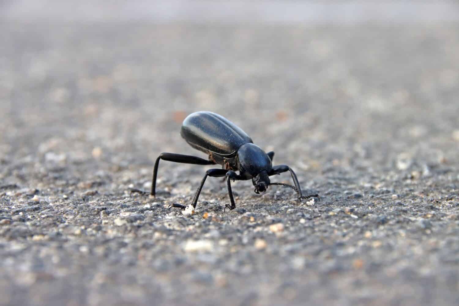 Super primo piano di Eleodes armata selvaggia che mangia su strada in cemento all'interno del parco nazionale di Joshua Tree.  Animale Macro immagine di uno scarabeo corazzato la mattina presto nel deserto californiano.