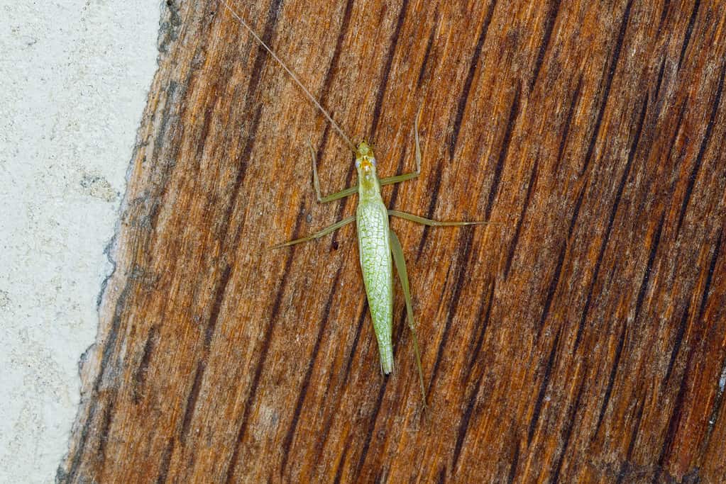 Grillo arboricolo dalle ali strette (Oecanthus niveus)