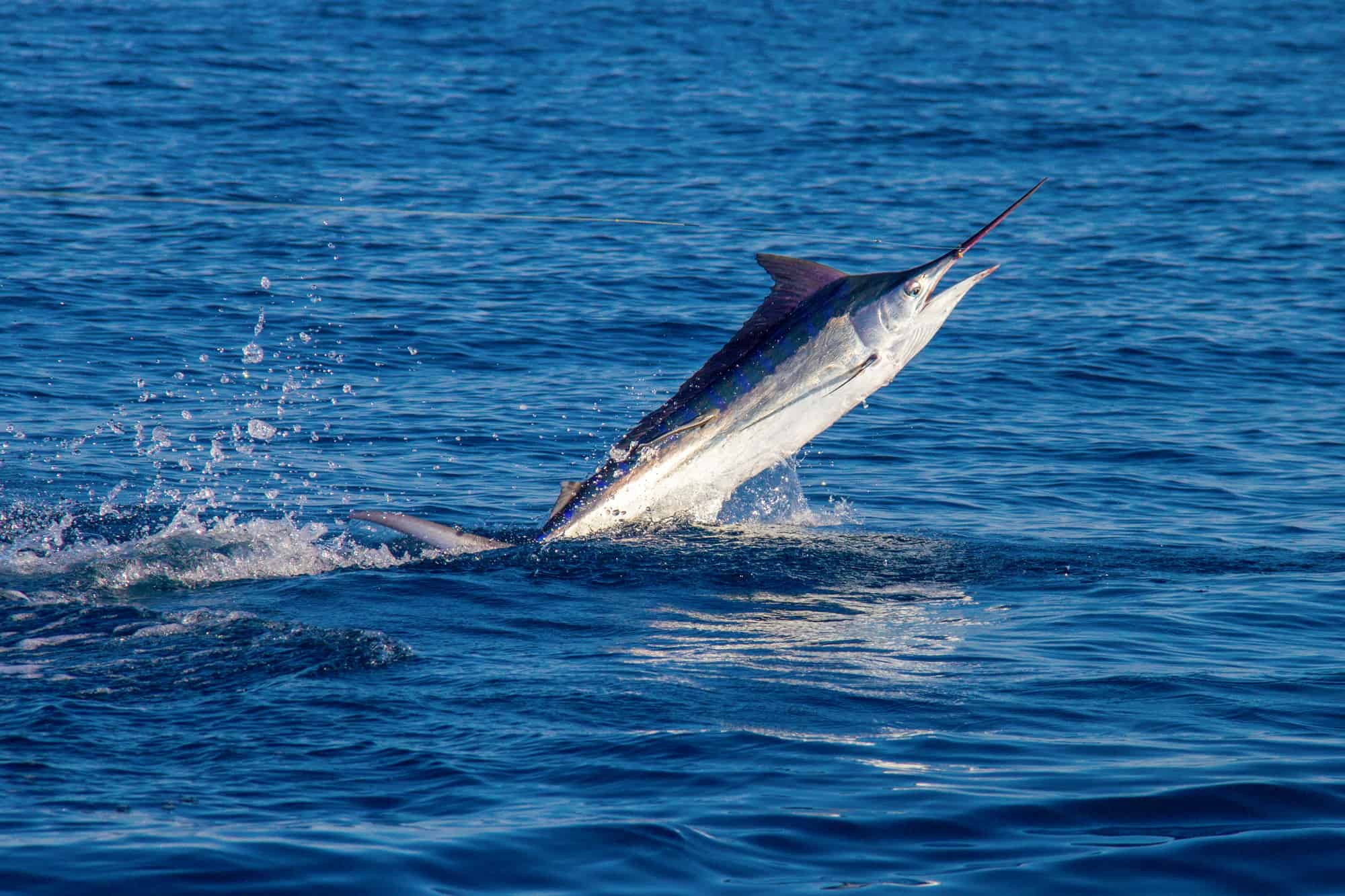 marlin nero
