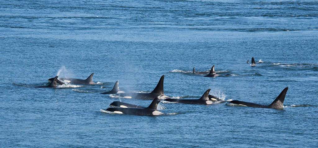 Baccello di orca balena assassina