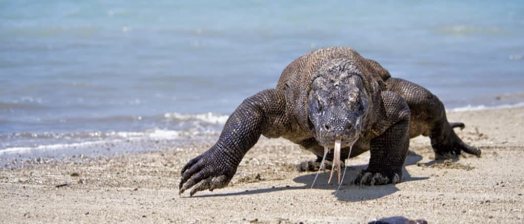 Animali a Sulawesi