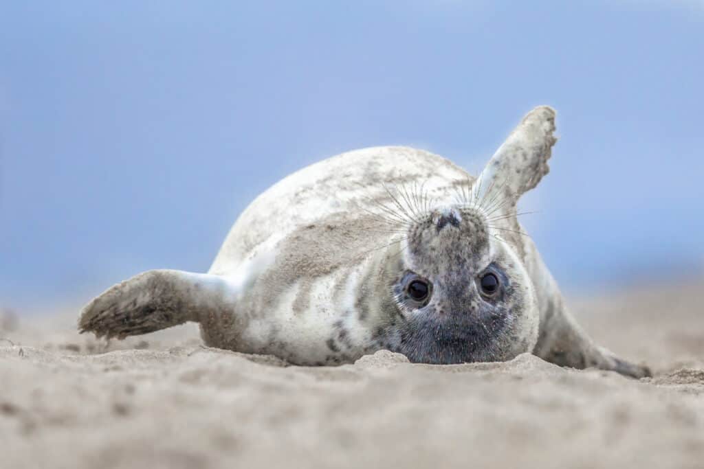 cucciolo di foca