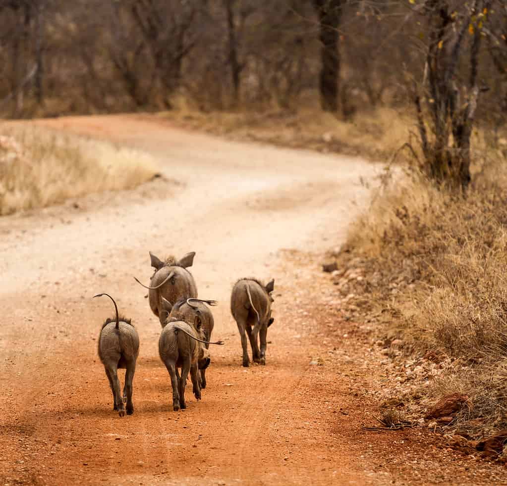 Famiglia di facoceri in Sud Africa
