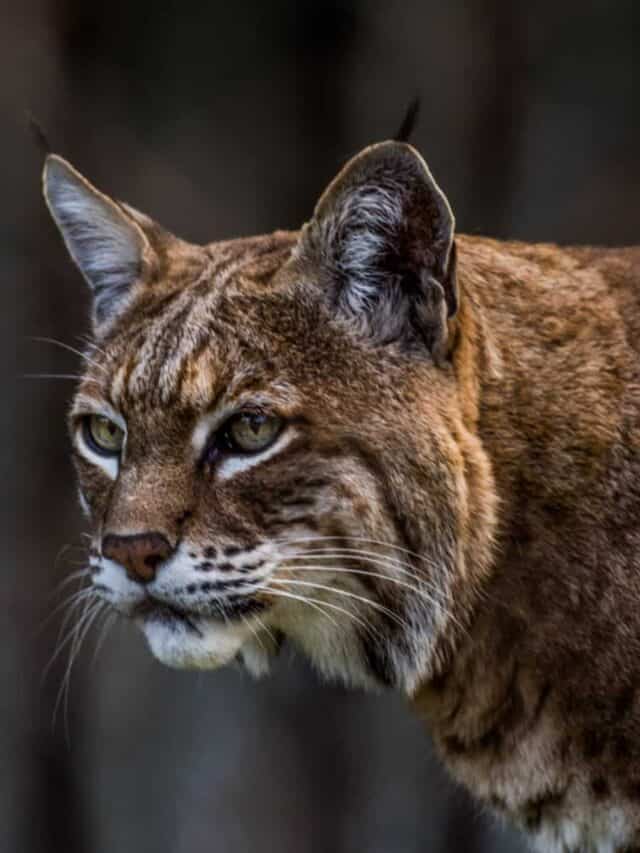 Colpo alla testa di una lince rossa