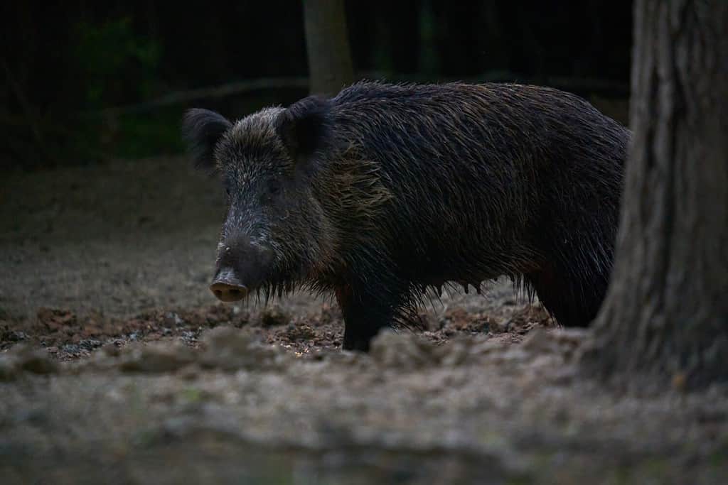 Grande femmina di maiale selvatico dominante che radica nella foresta