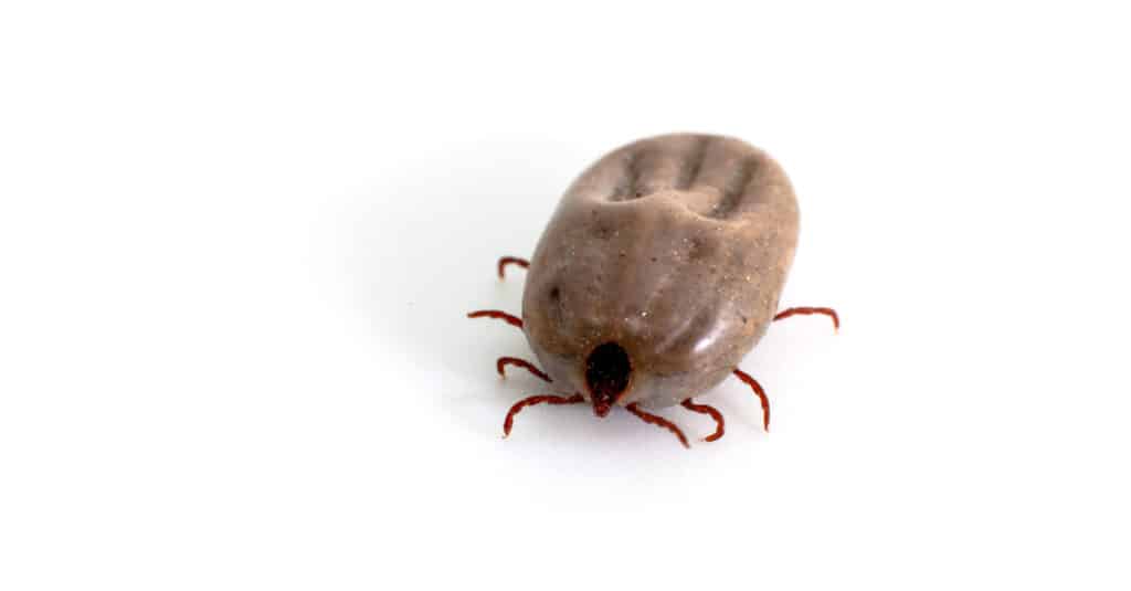 Dog Tick succhia il sangue dei cani e diffonde gli insetti patogeni.
