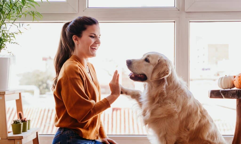 perché i cani non parlano