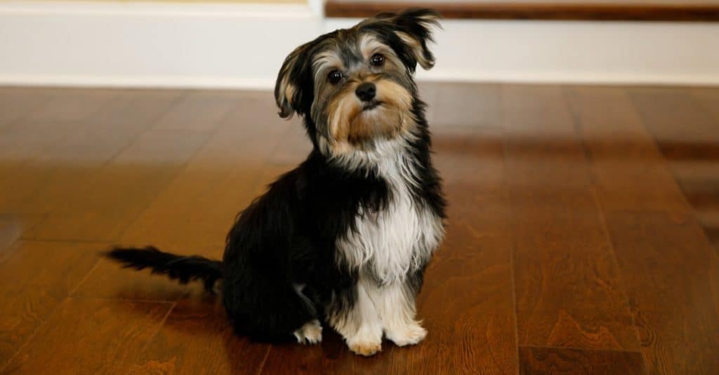 Un Morkie è un mix tra uno Yorkshire terrier e un maltese