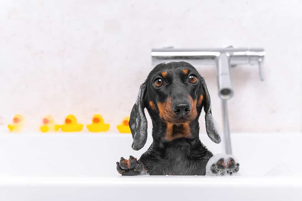 Il bagno del bassotto