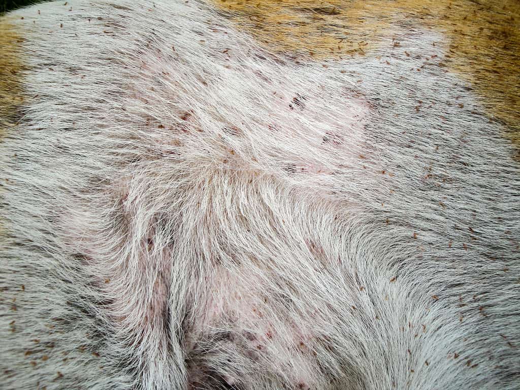 Pidocchi su un cane