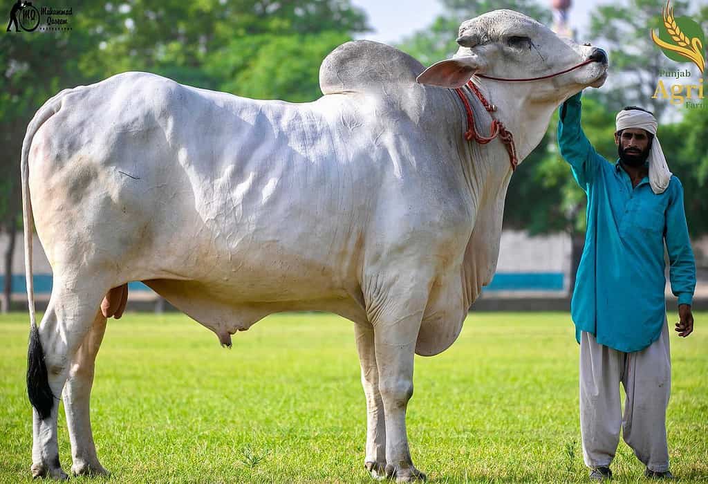 Toro Bhagnari