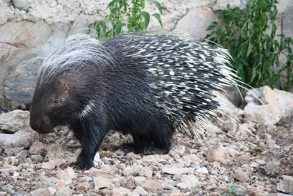 Hystrix cristata, istrice crestato