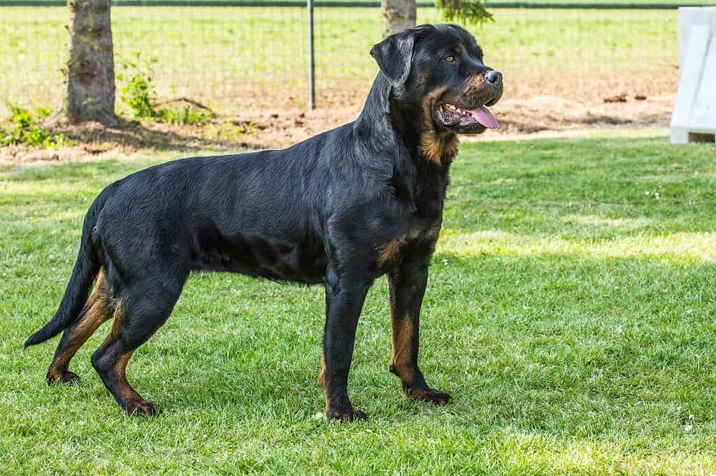 Animale, Belgio, Canide, Cane, Composizione orizzontale