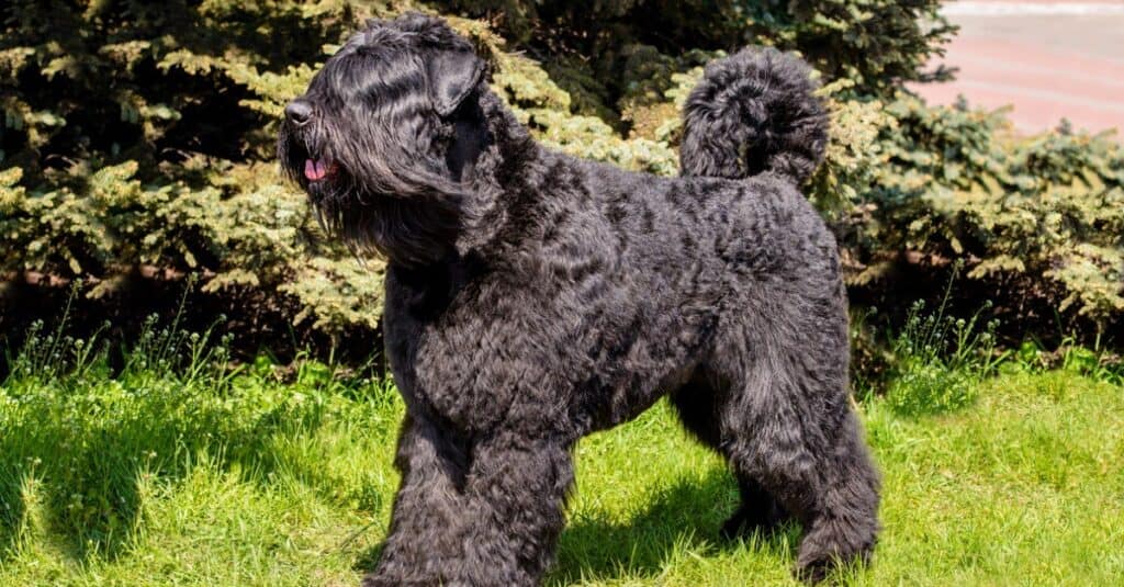 Il Bouvier des Flandres si trova sull'erba verde.