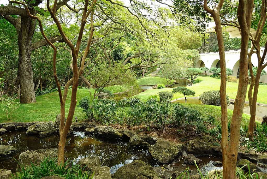Università delle Hawaii a Mānoa