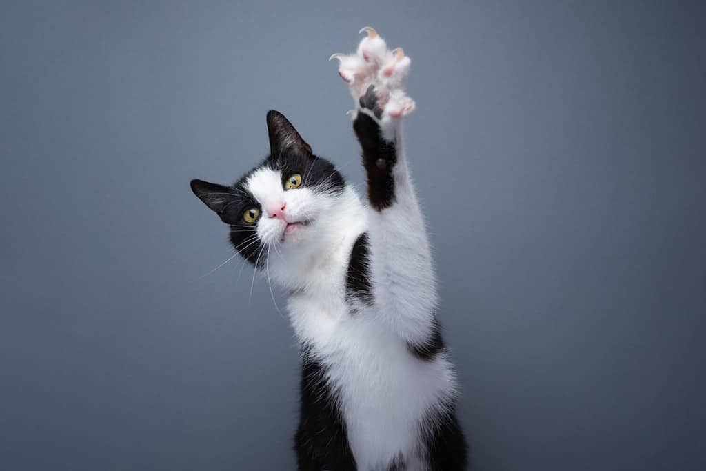 giocoso gatto tuxedo che alza la zampa mostrando artigli su sfondo grigio con spazio per la copia