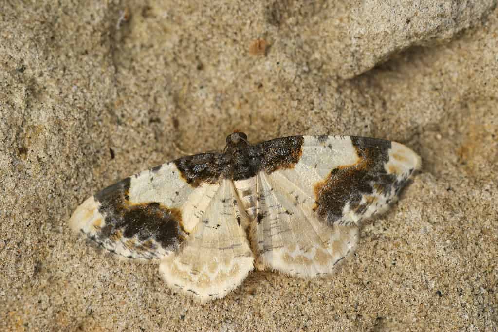 Primo piano su un colorato falena geometra del tappeto bruciato, Ligdia adustata, con ali spiegate su legno