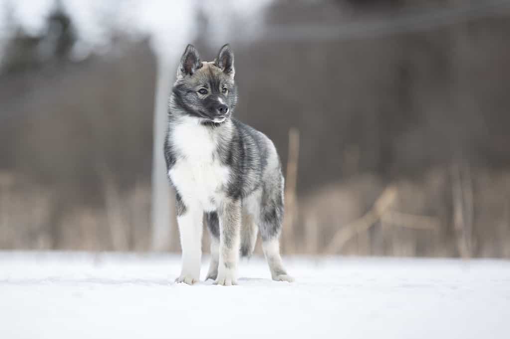 Siberian Husky di colore agouti nel paesaggio invernale