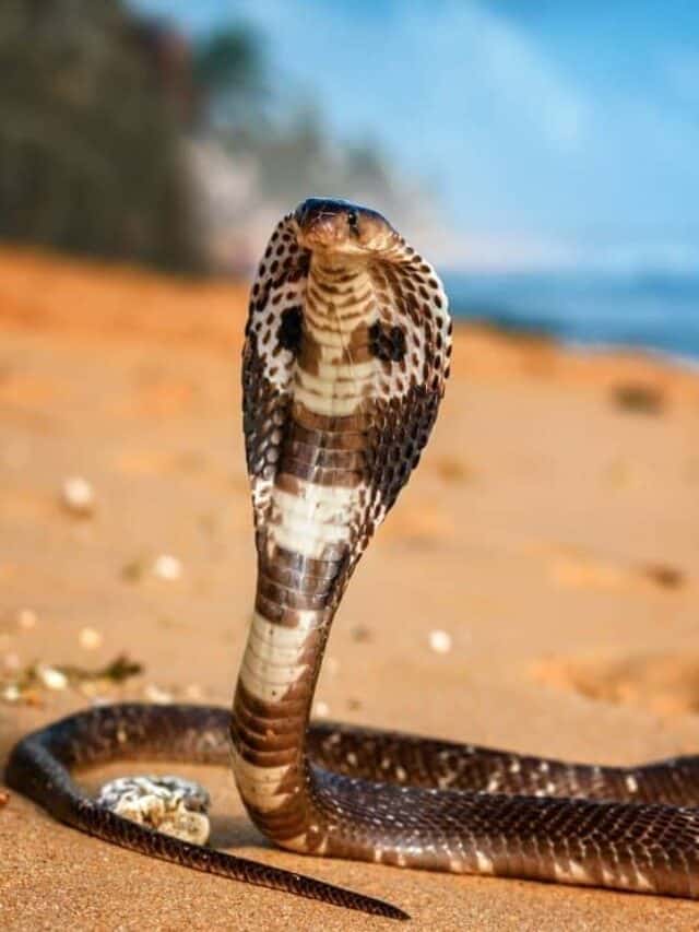 Cobra reale vivo sulla sabbia della spiaggia
